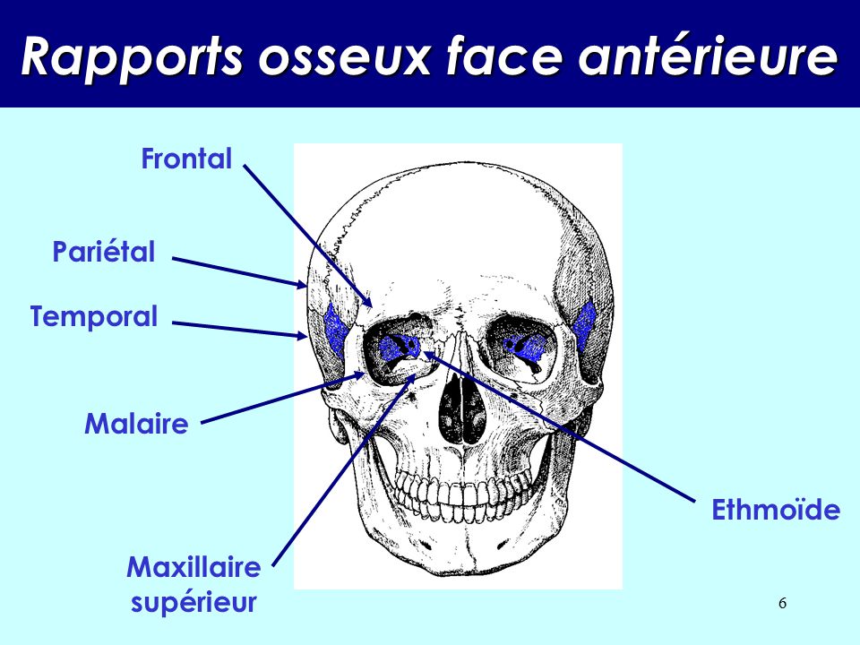 Rapports osseux face antérieure
