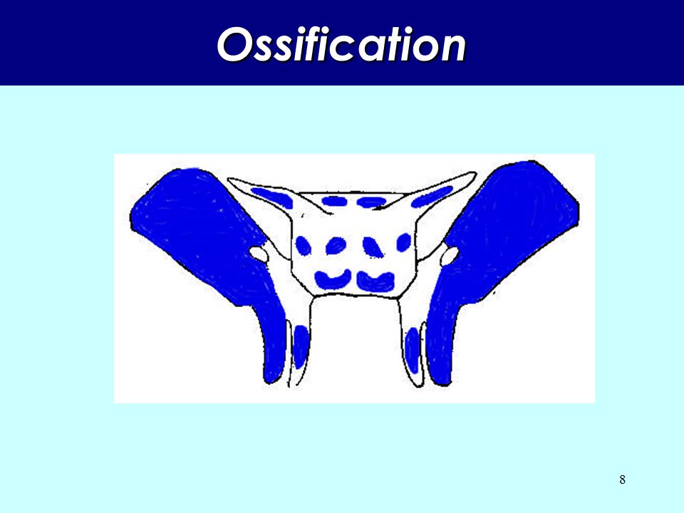 Ossification