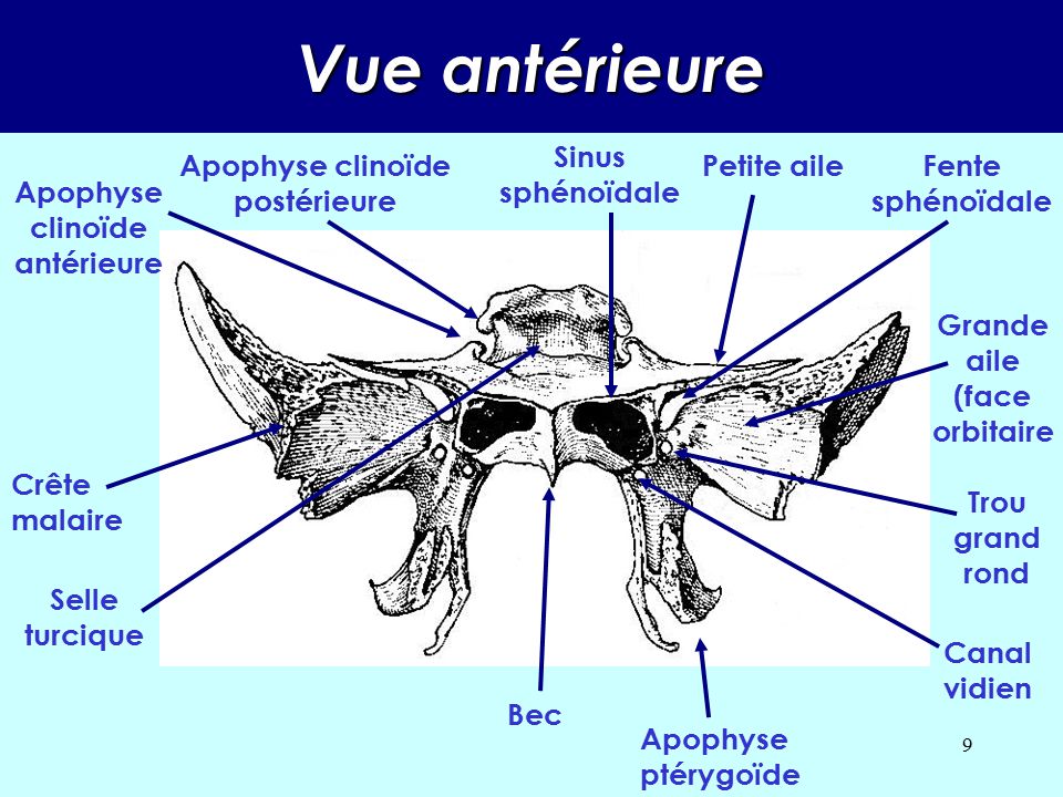 Vue antérieure Sinus sphénoïdale Apophyse clinoïde postérieure