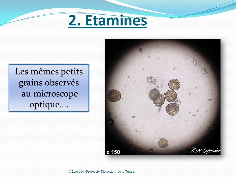 2. Etamines Les mêmes petits grains observés au microscope optique….