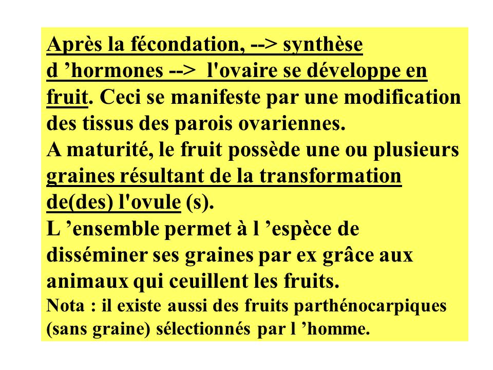 Après la fécondation, --> synthèse d ’hormones --> l ovaire se développe en fruit. Ceci se manifeste par une modification des tissus des parois ovariennes.
