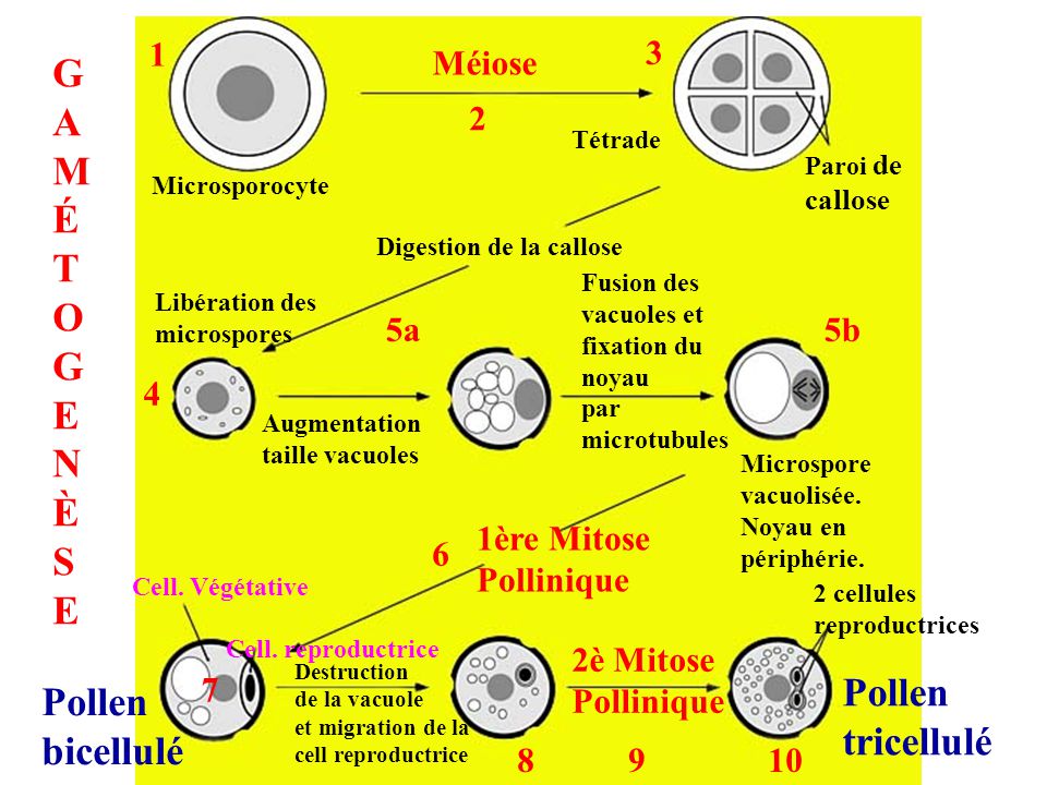G AMÉ T O E N È S Pollen Pollen tricellulé bicellulé 1 Méiose b