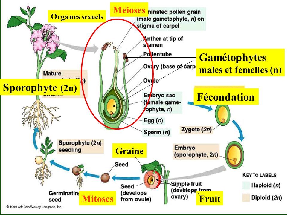 Gamétophytes Sporophyte (2n) Fécondation Meioses males et femelles (n)
