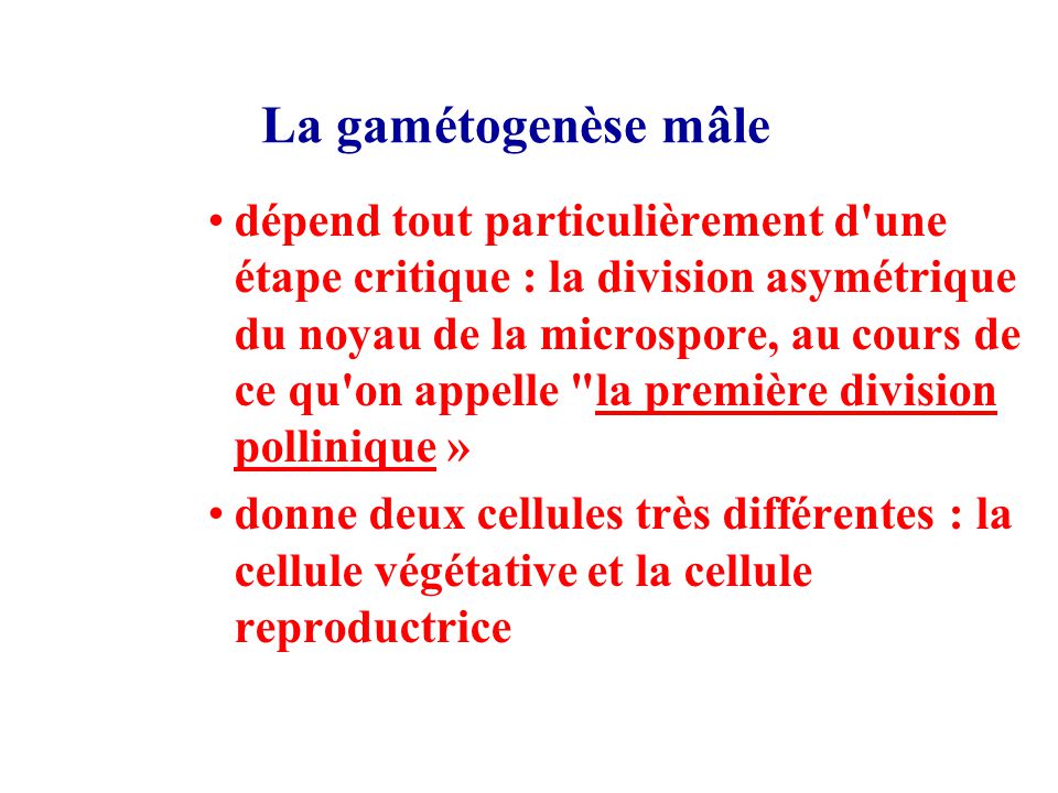 La gamétogenèse mâle