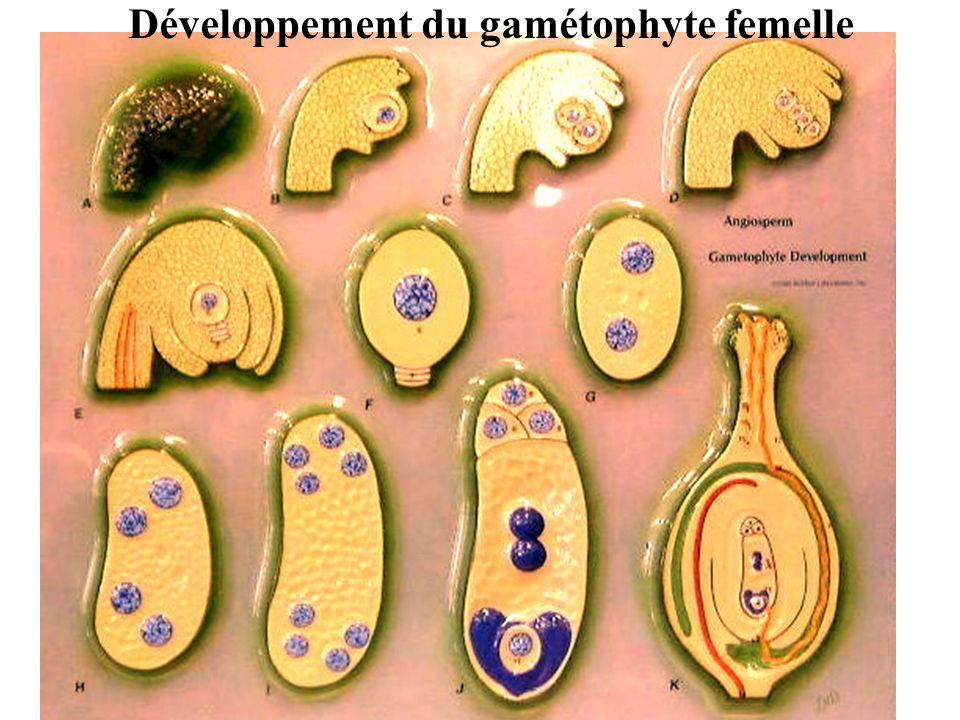 Développement du gamétophyte femelle