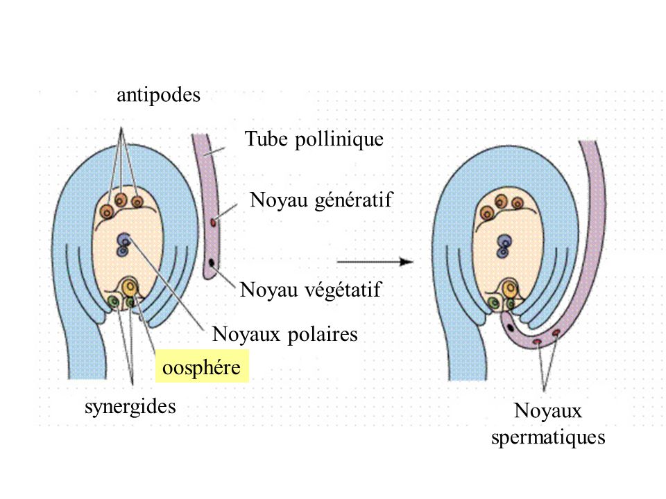 antipodes Tube pollinique. Noyau génératif. Noyau végétatif. Noyaux polaires. oosphére. synergides.