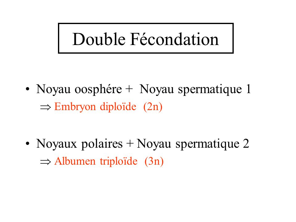 Double Fécondation Noyau oosphére + Noyau spermatique 1
