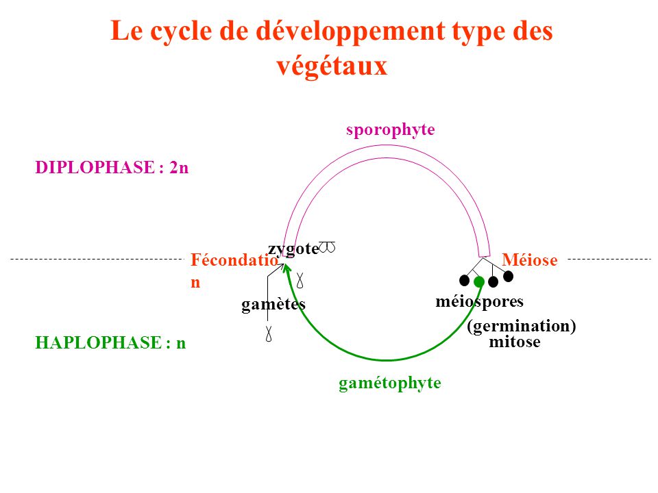Le cycle de développement type des végétaux