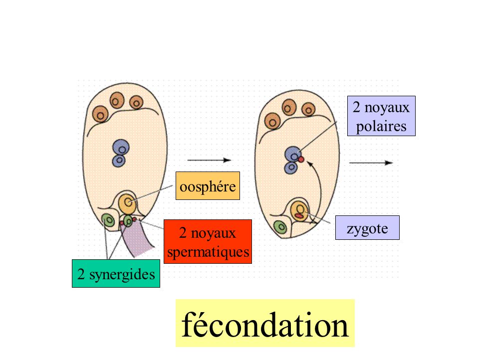 fécondation 2 noyaux polaires oosphére zygote 2 noyaux spermatiques