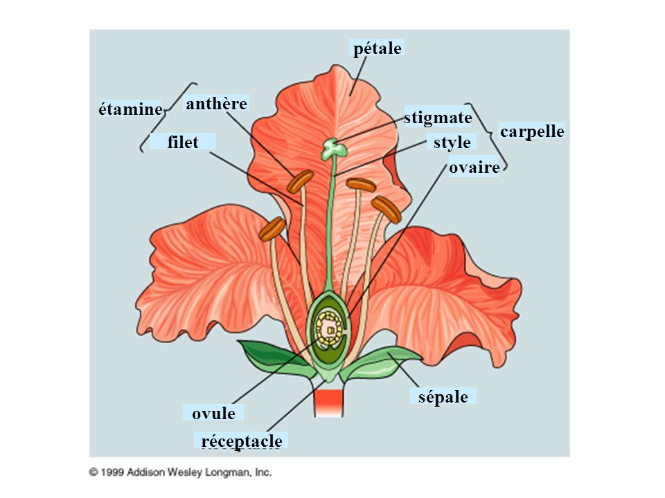 pétale anthère étamine stigmate carpelle filet style ovaire sépale ovule réceptacle