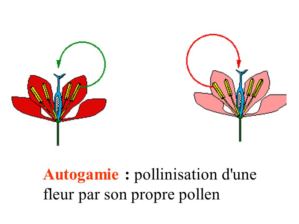 Autogamie : pollinisation d une fleur par son propre pollen