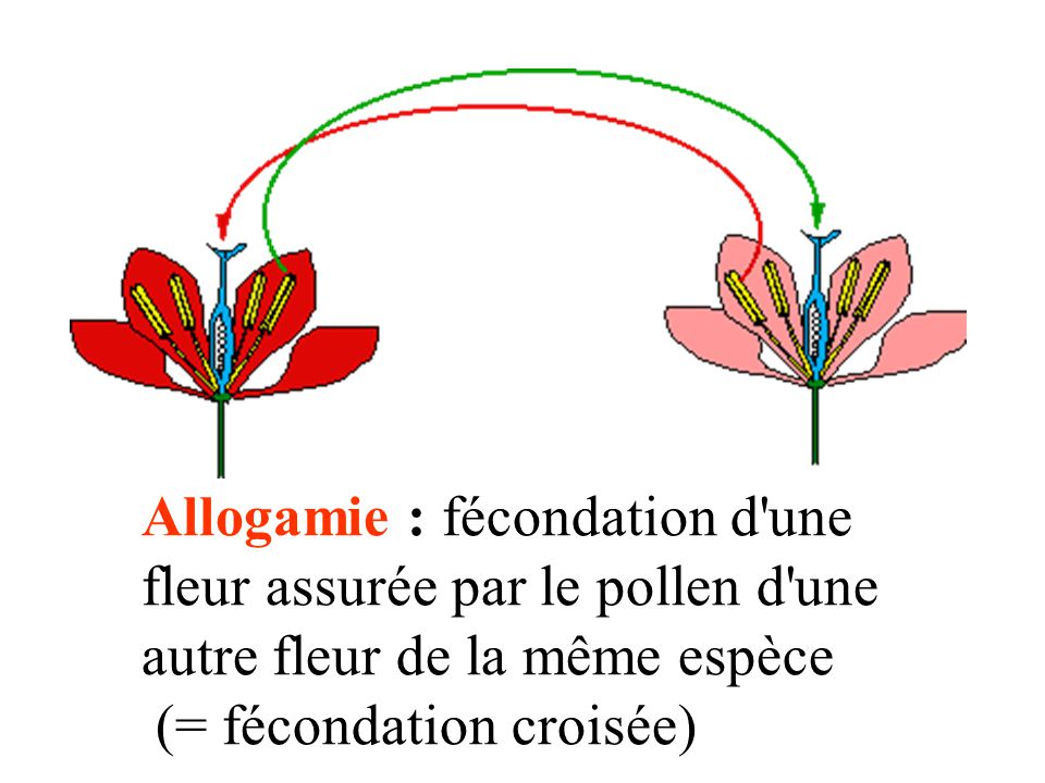 Allogamie : fécondation d une fleur assurée par le pollen d une autre fleur de la même espèce
