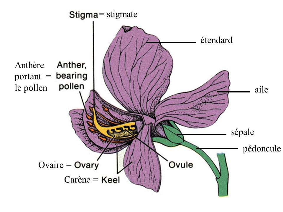 = stigmate étendard Anthère portant = le pollen aile sépale pédoncule Ovaire = Carène =