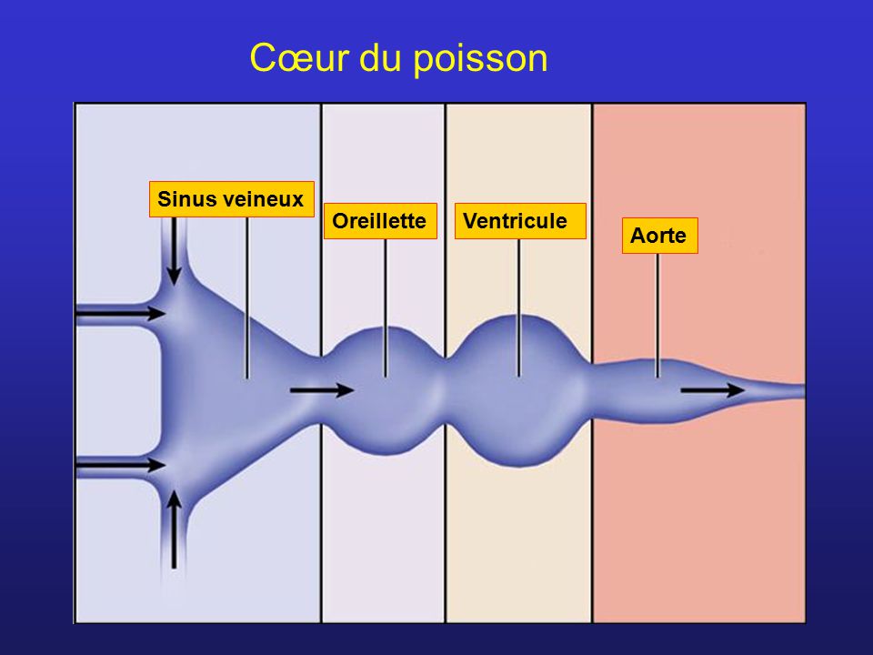 diagramme de coeur de poisson