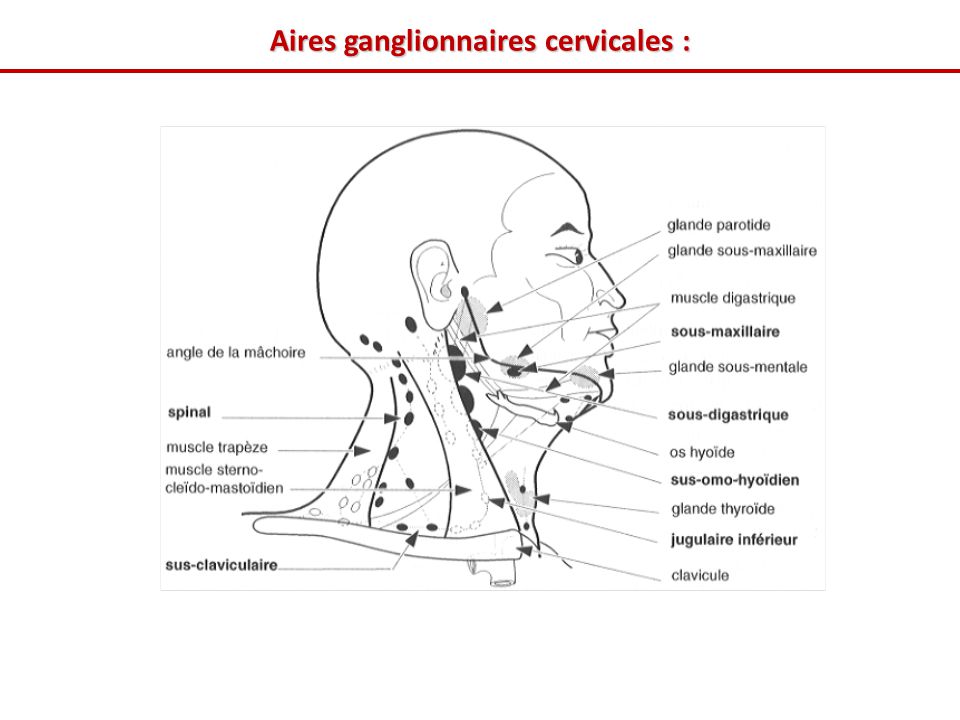 Aires ganglionnaires cervicales :
