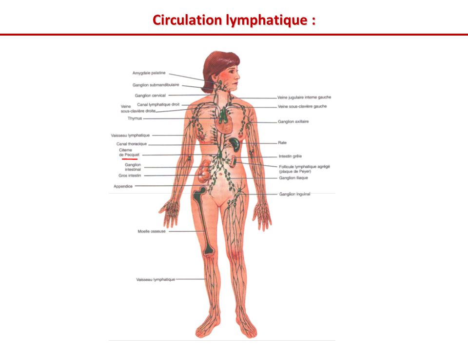 Circulation lymphatique :