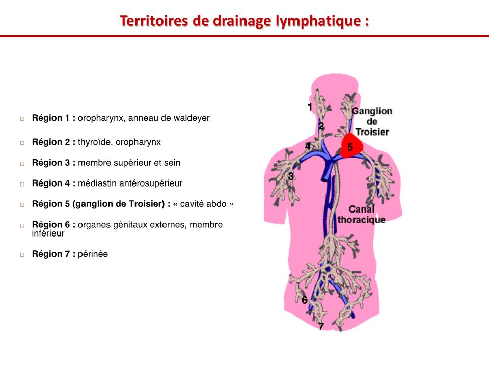 Territoires de drainage lymphatique :