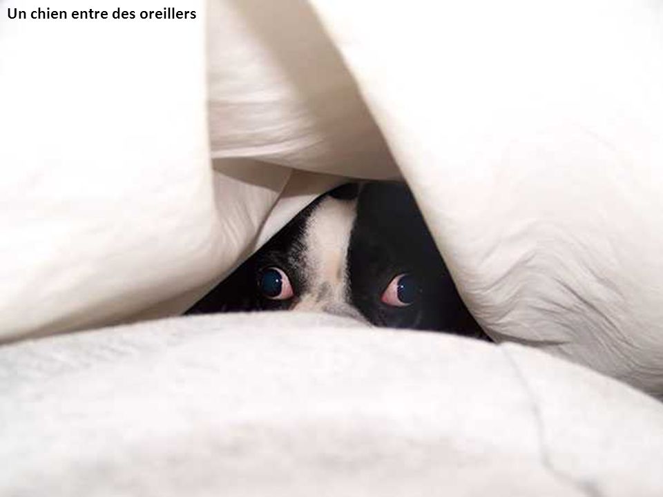 Почему собака прячется. Глаза из под одеяла. Собака прячется. Собака спряталась. Щенок спрятался.