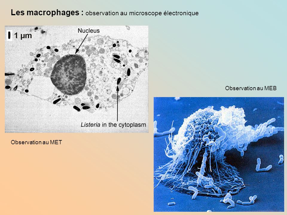 Act 6: Observer les cellules au microscope photonique (optique) - ppt  télécharger