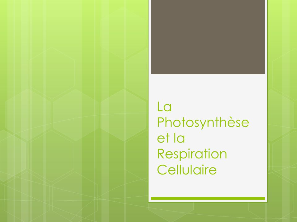 La Photosynthèse et la Respiration Cellulaire
