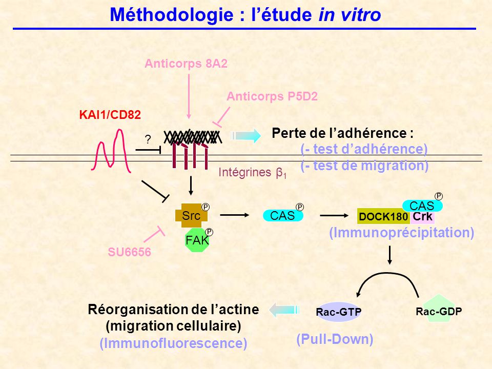 Réorganisation de l’actine (migration cellulaire)