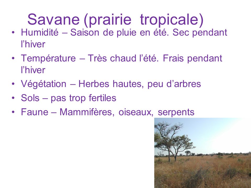 Savane (prairie tropicale)