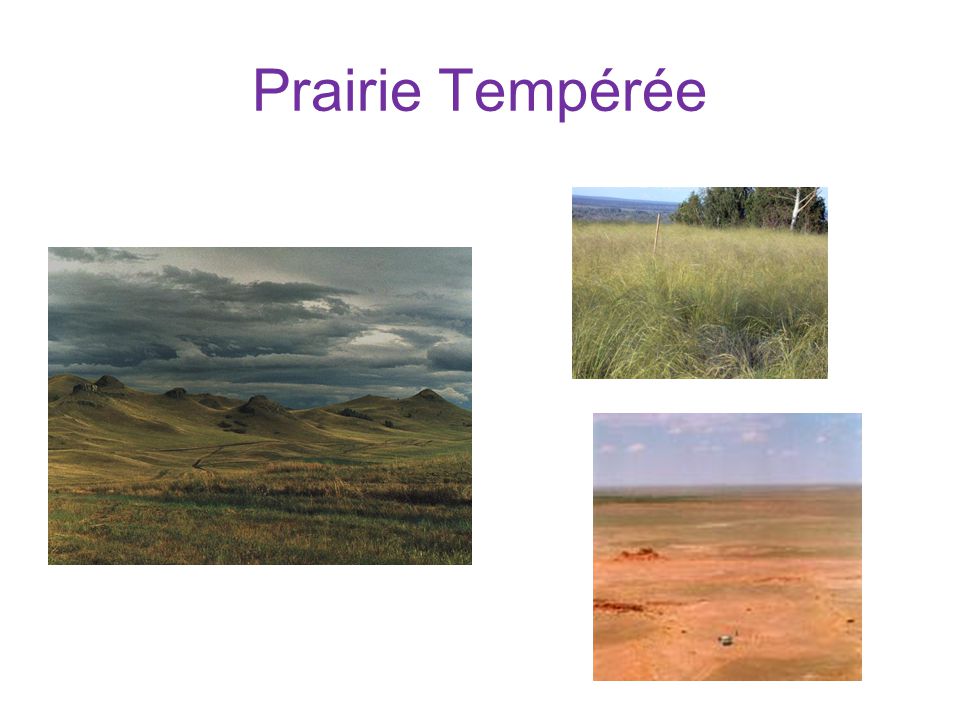 Prairie Tempérée