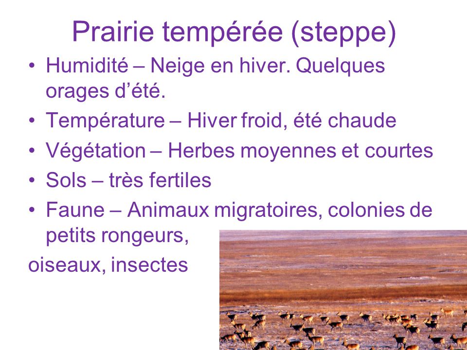 Prairie tempérée (steppe)