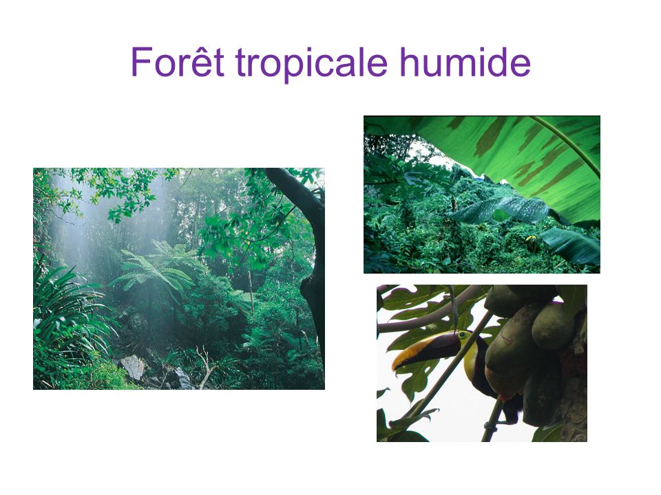Forêt tropicale humide