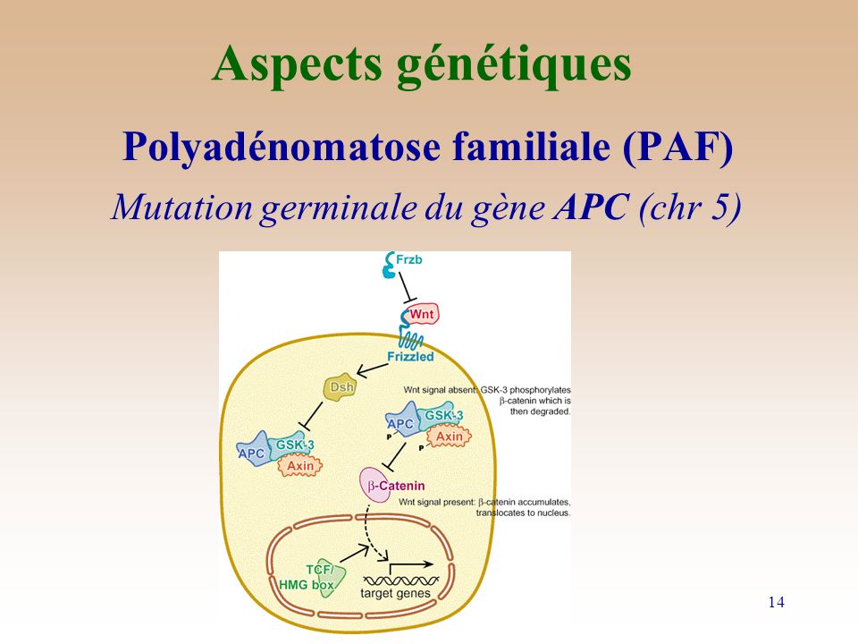 Aspects génétiques Polyadénomatose familiale (PAF)