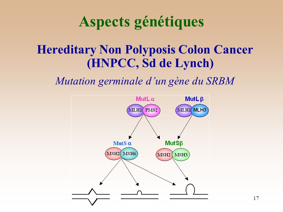 Aspects génétiques Hereditary Non Polyposis Colon Cancer (HNPCC, Sd de Lynch) Mutation germinale d’un gène du SRBM.