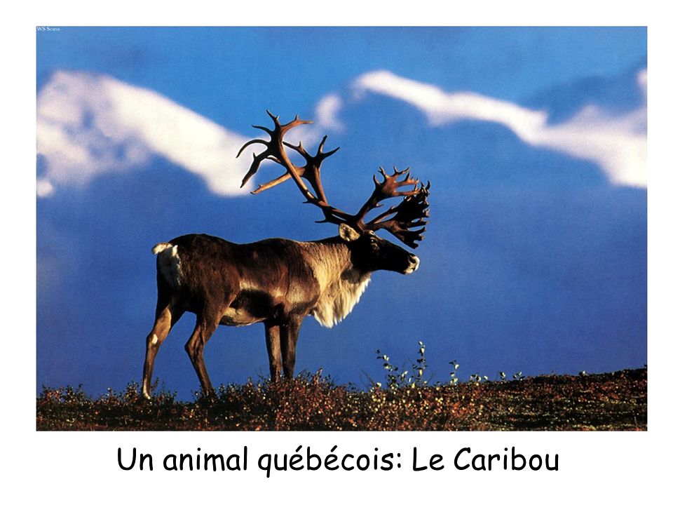 Un animal québécois: Le Caribou