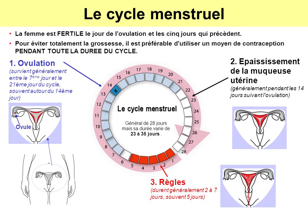 Цикл 28. 21 28 Цикл. Cycle menstruels perte Blanche. De jours классификация.