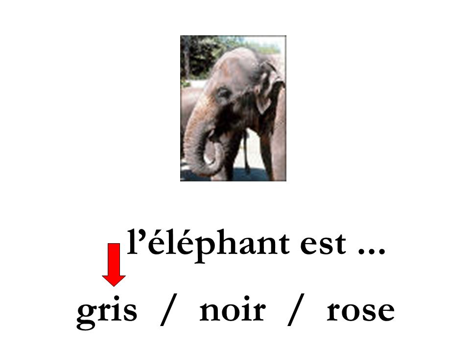 l’éléphant est ... gris / noir / rose