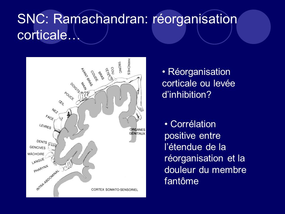 SNC: Ramachandran: réorganisation corticale…