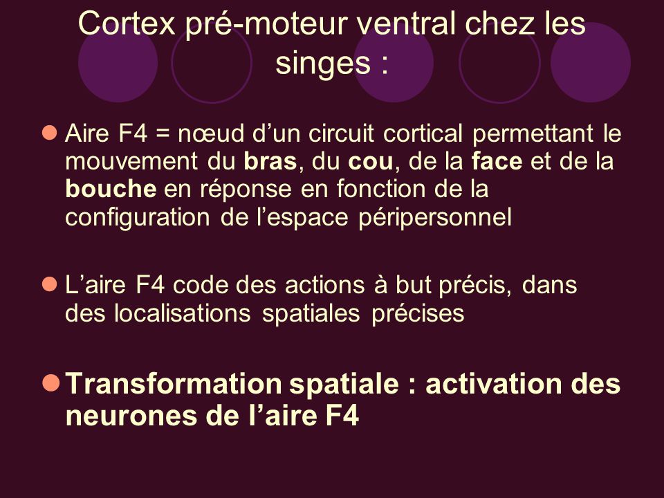 Cortex pré-moteur ventral chez les singes :