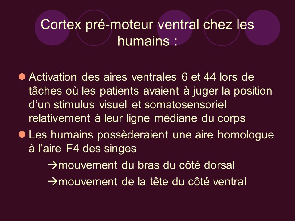 Cortex pré-moteur ventral chez les humains :
