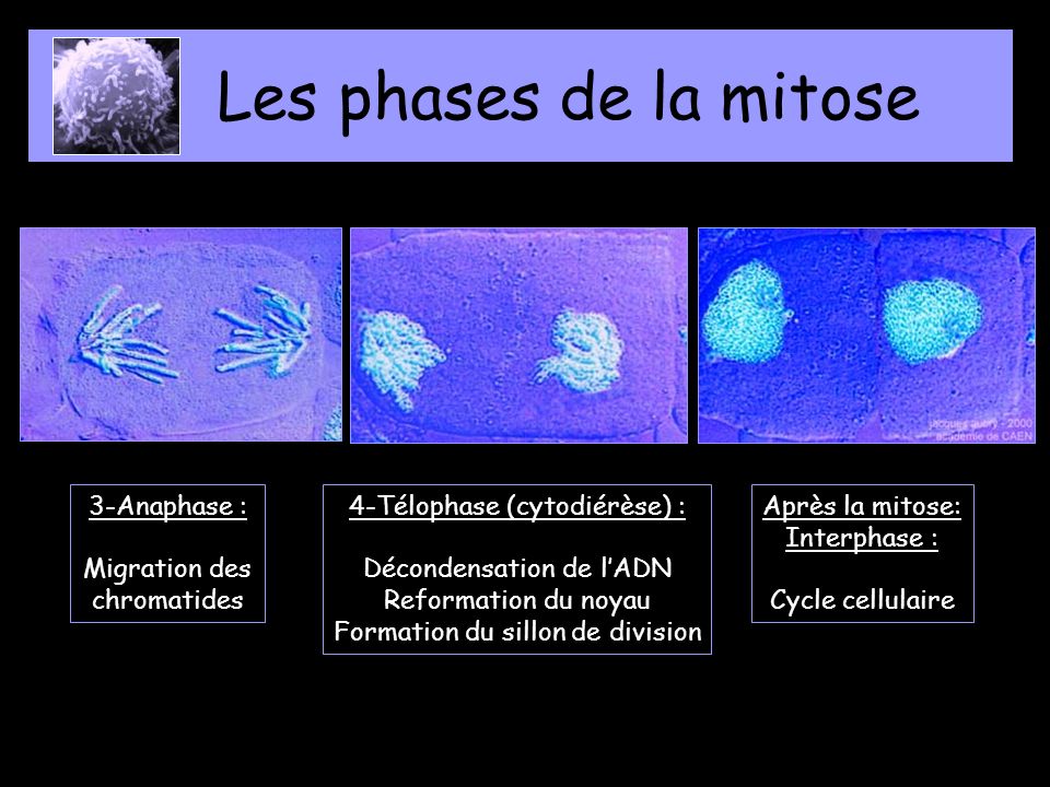 Les phases de la mitose 3-Anaphase : Migration des chromatides