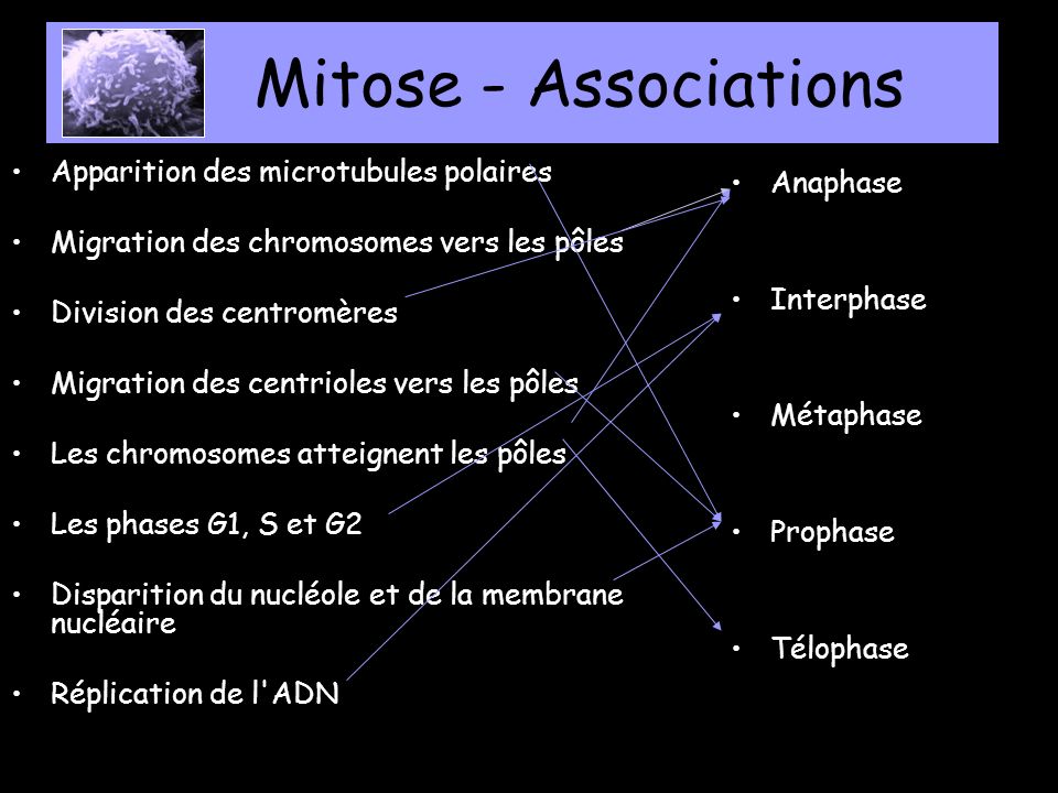 Mitose - Associations Apparition des microtubules polaires Anaphase