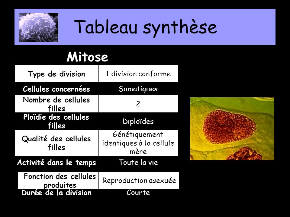 Tableau synthèse Mitose Type de division 1 division conforme