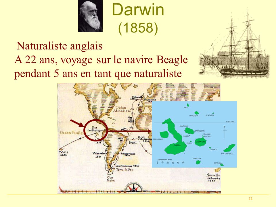 Darwin (1858) Naturaliste anglais