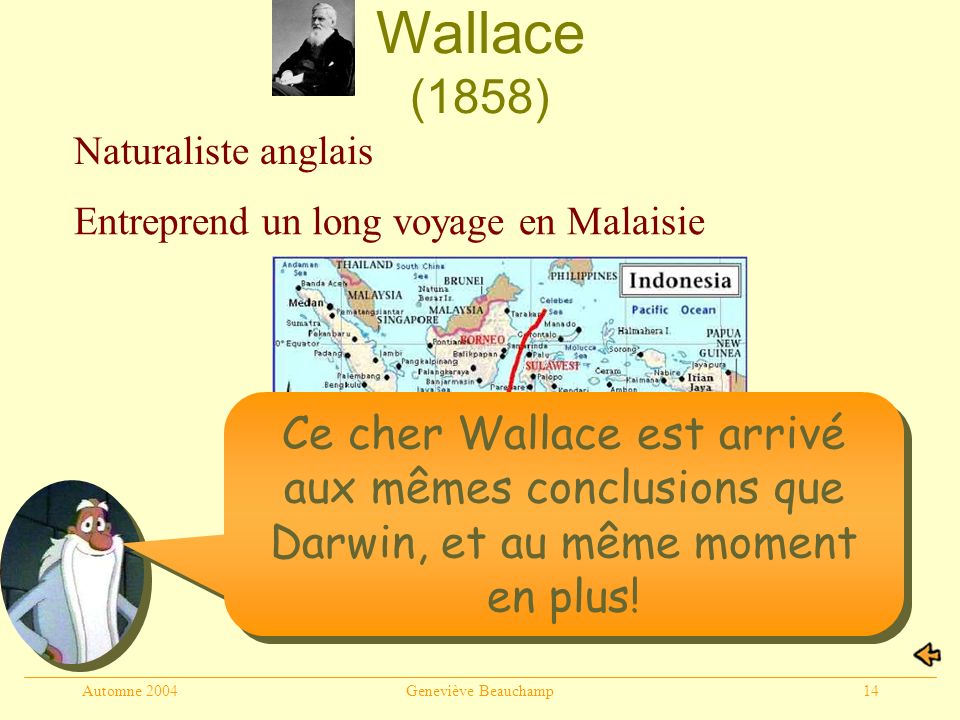 Wallace (1858) Naturaliste anglais. Entreprend un long voyage en Malaisie.