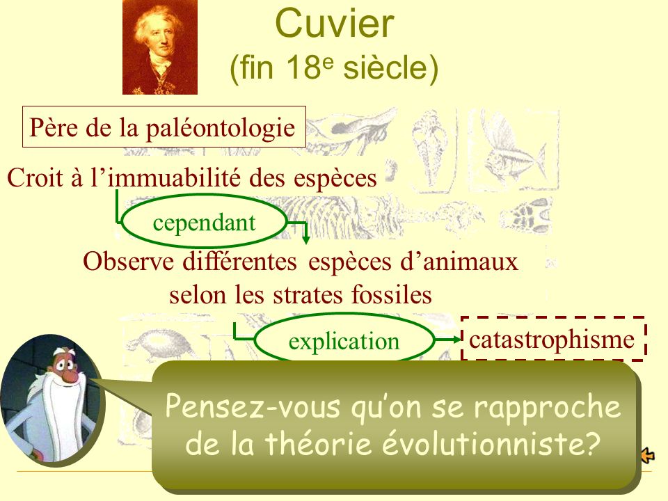Cuvier (fin 18e siècle) Père de la paléontologie. Croit à l’immuabilité des espèces. cependant.