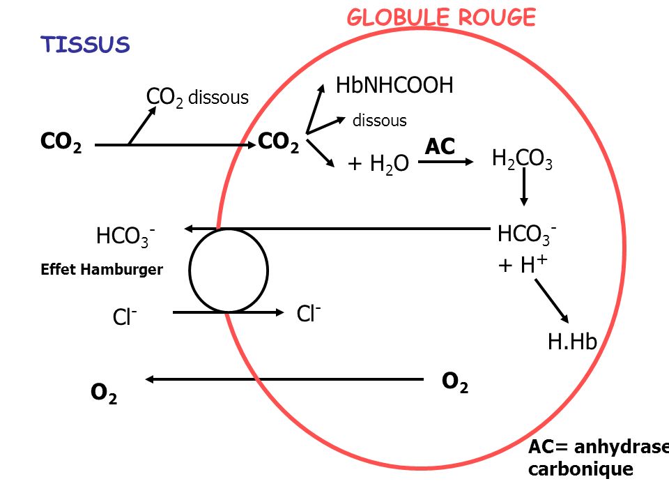 GLOBULE ROUGE TISSUS HbNHCOOH CO2 dissous CO2 CO2 AC H2CO3 + H2O