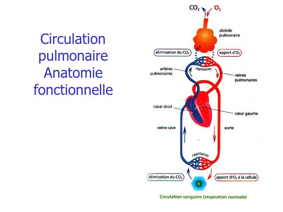 Circulation pulmonaire Anatomie fonctionnelle