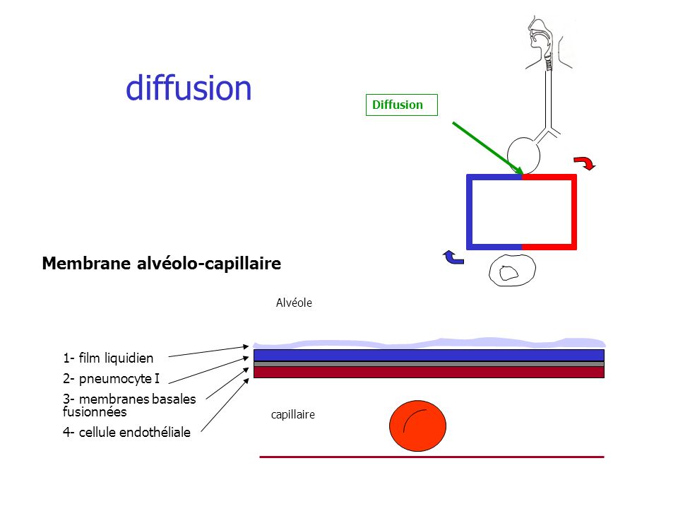 diffusion Membrane alvéolo-capillaire 1- film liquidien