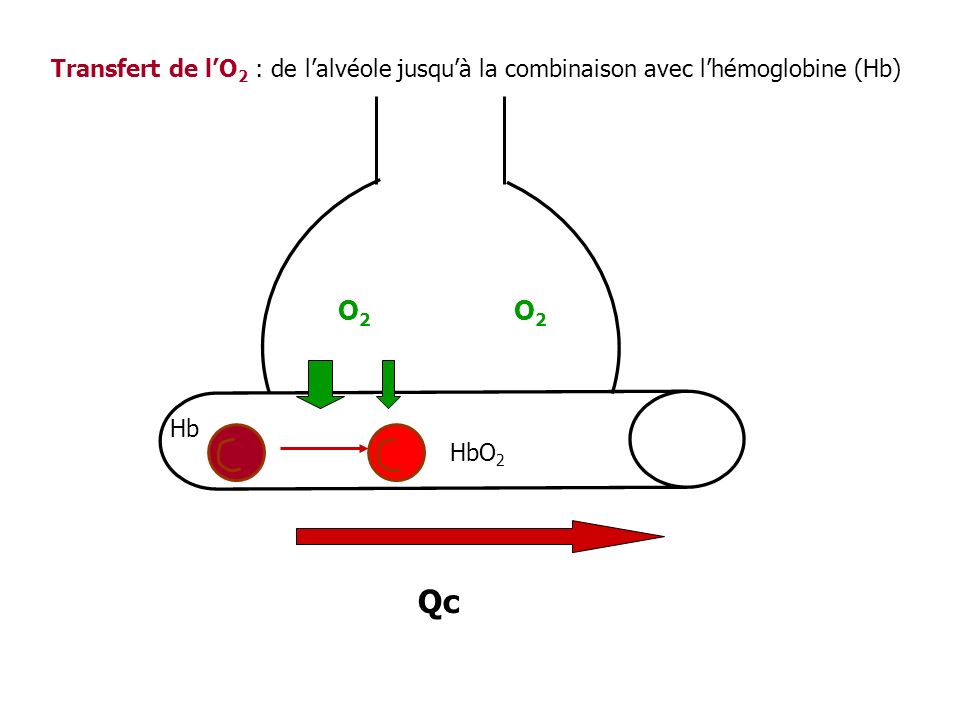 Transfert de l’O2 : de l’alvéole jusqu’à la combinaison avec l’hémoglobine (Hb)