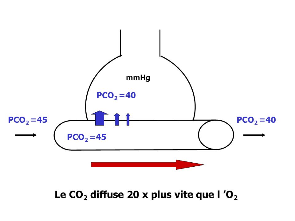 Le CO2 diffuse 20 x plus vite que l ’O2
