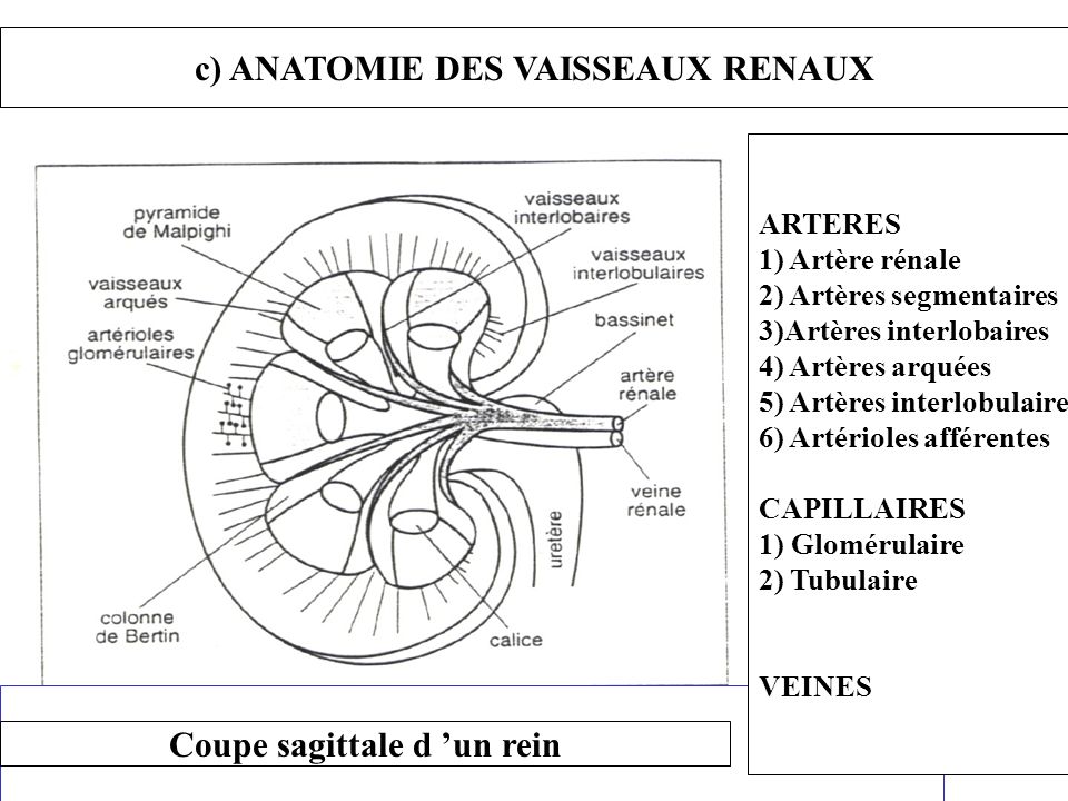 c) ANATOMIE DES VAISSEAUX RENAUX Coupe sagittale d ’un rein