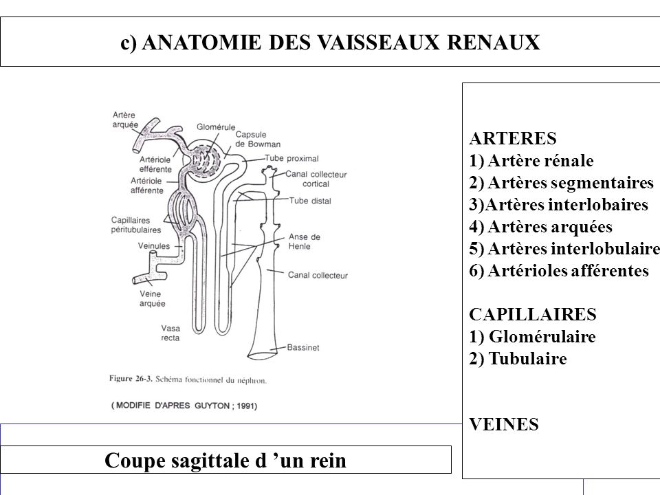 c) ANATOMIE DES VAISSEAUX RENAUX Coupe sagittale d ’un rein